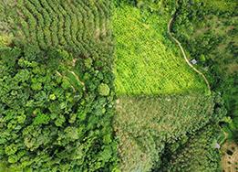 Agroforestry & Reforestation