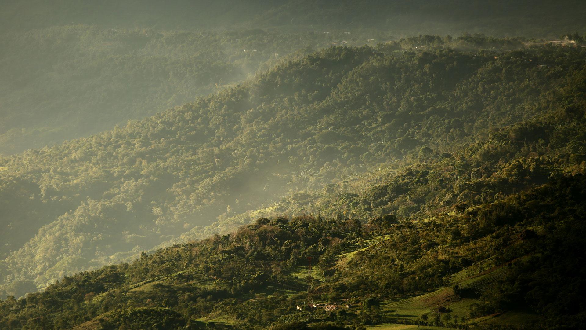 How Trees Are Transforming Coffee Farming in Ethiopia