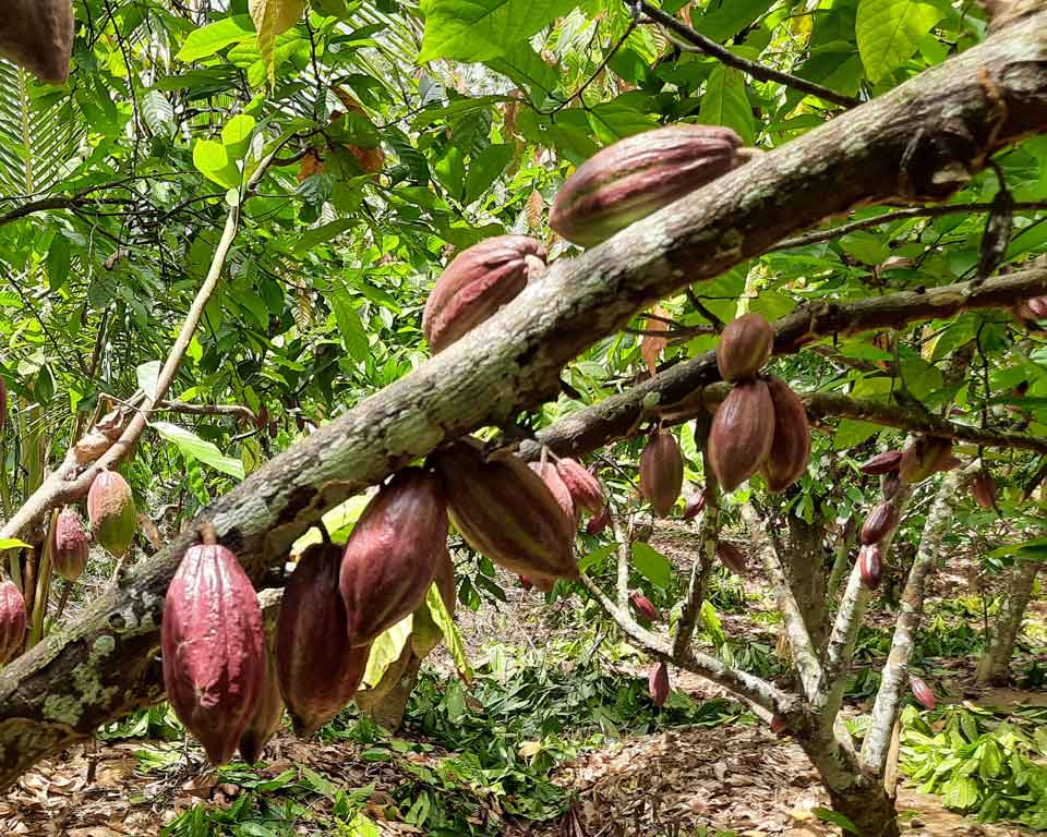 Agroforestry is the Solution to Cocoa’s Climate Crisis this World Chocolate Day