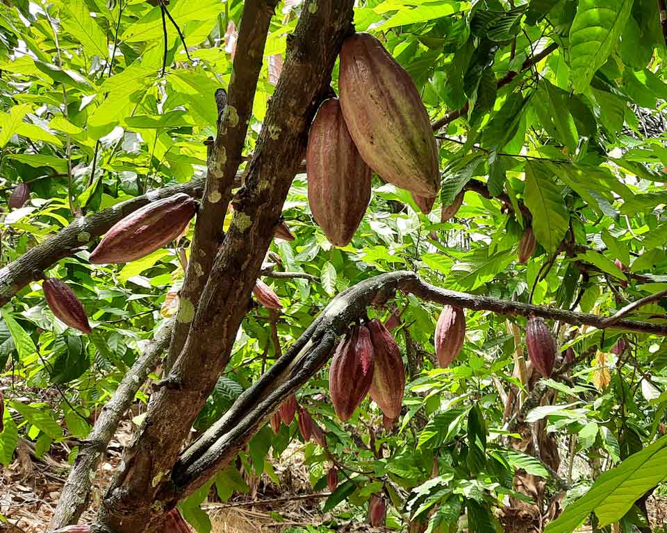 Empowering Cocoa Farmers Through Agroforestry